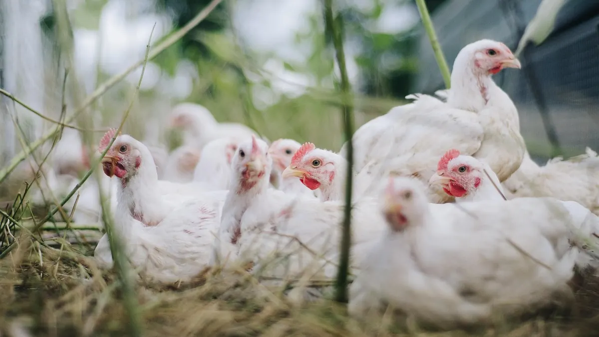 Imagem ilustrativa: Aves em uma granja comercial, em imagem ilustrativa sobre produção avícola