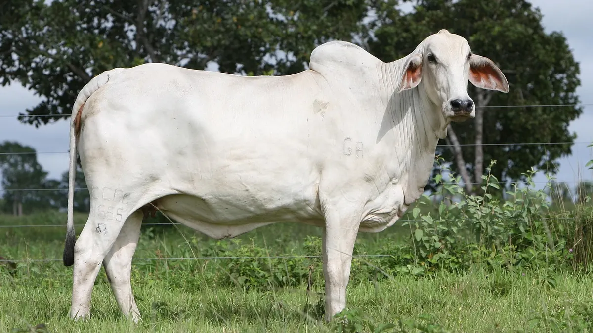 Imagem ilustrativa: Bovinos em uma fazenda de criação no Brasil