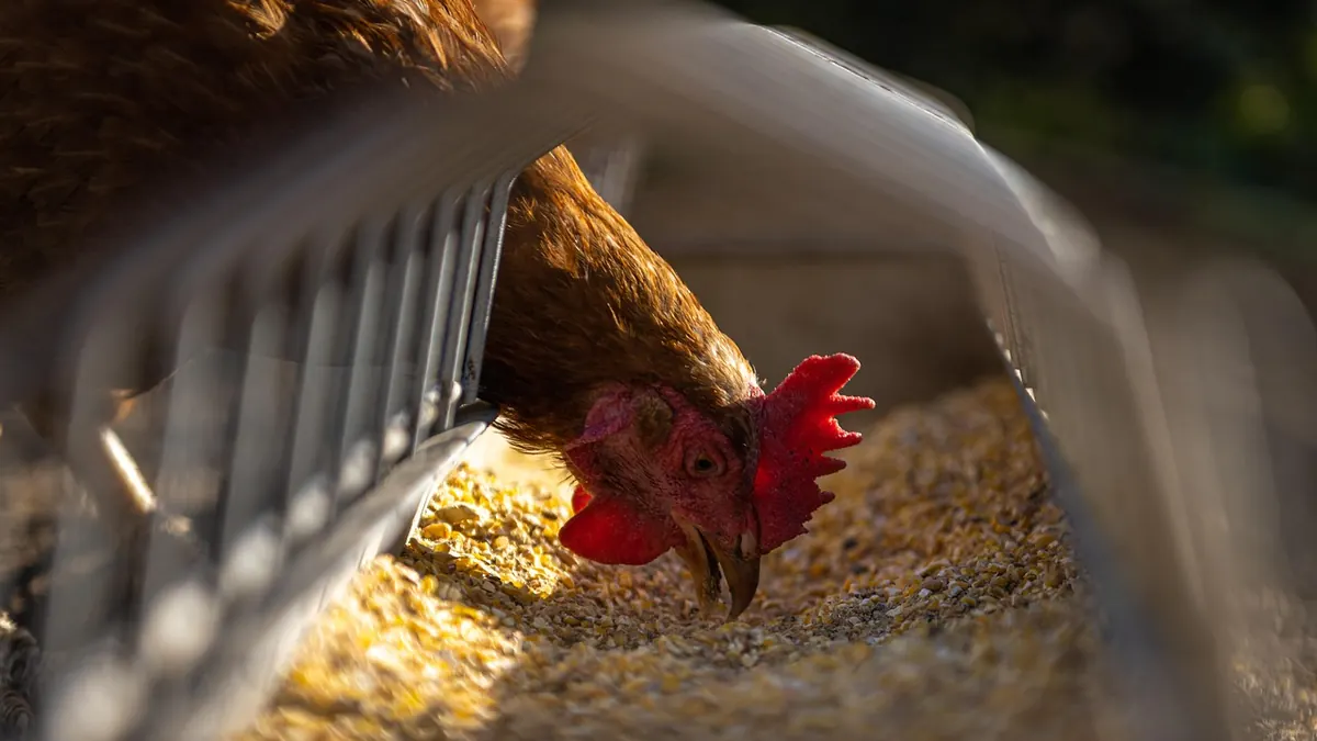 Imagem ilustrativa: Produtos agropecuários e animais em contexto de exportação internacional