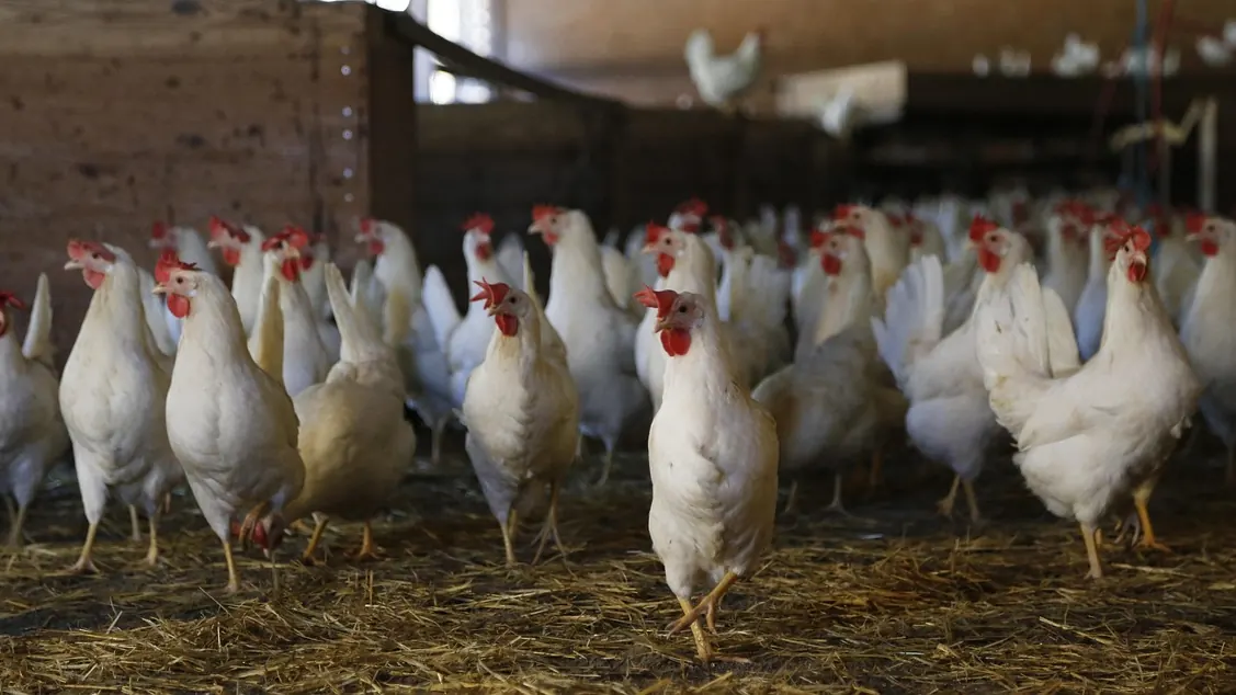 Imagem ilustrativa: Galinhas poedeiras em galpão de produção de ovos durante período quente