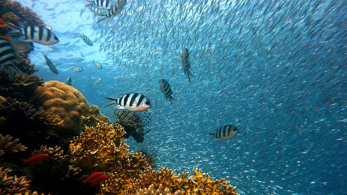 Imagem ilustrativa: Recife de coral com diferentes espécies em águas tropicais