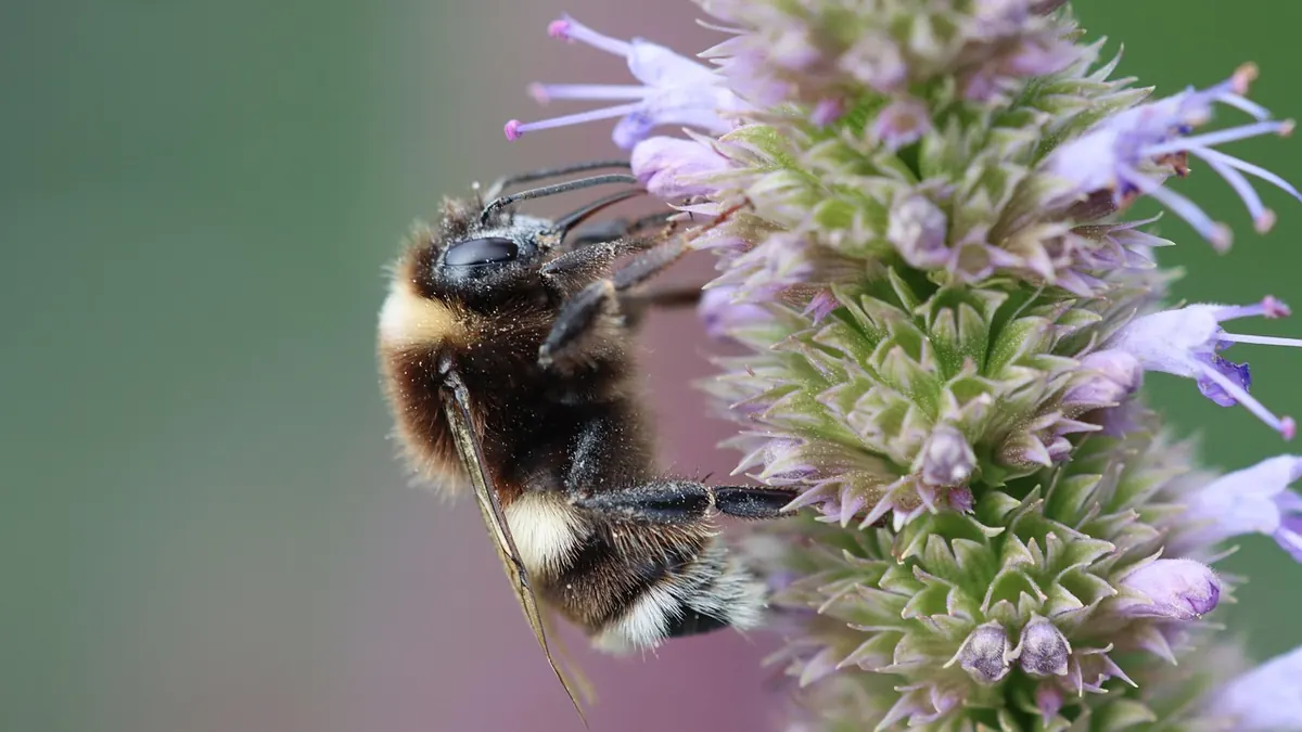 Imagem ilustrativa: Abelha em flor em uma área de mata nativa