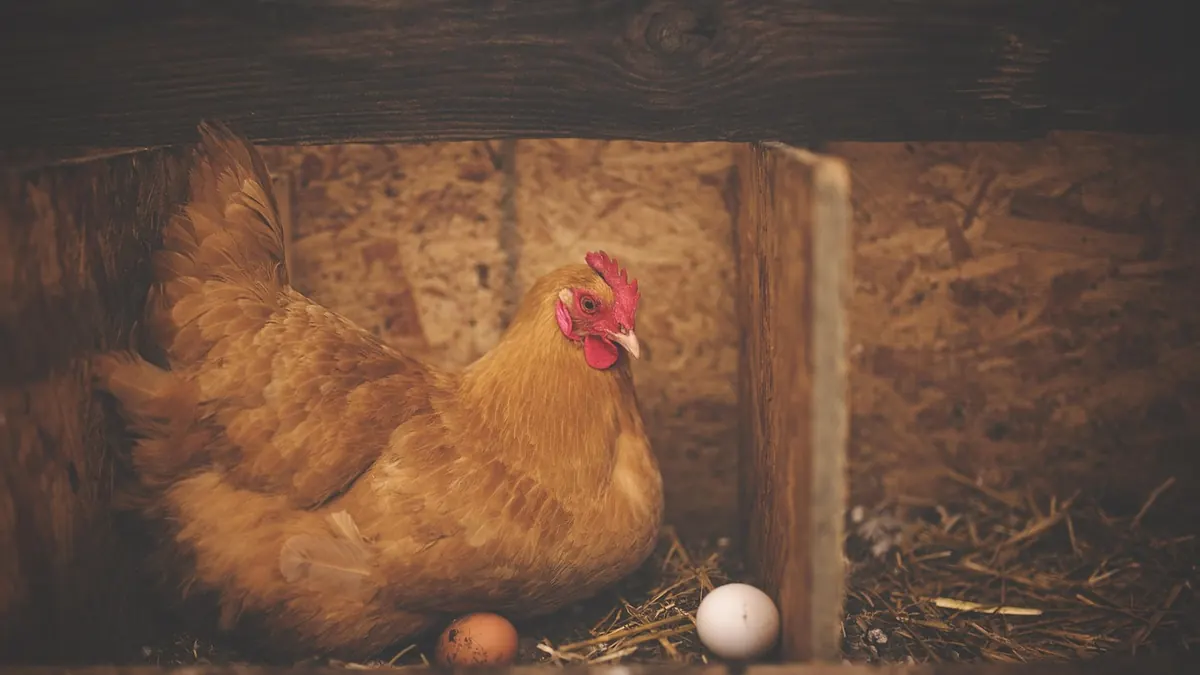 Imagem ilustrativa: Aves em granja e ovos organizados em bandejas, em ambiente de produção avícola