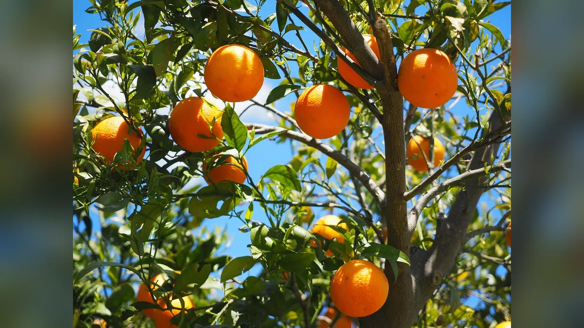 Imagem ilustrativa: Pomar de citros em São Paulo, com árvores de laranja e manejo agrícola