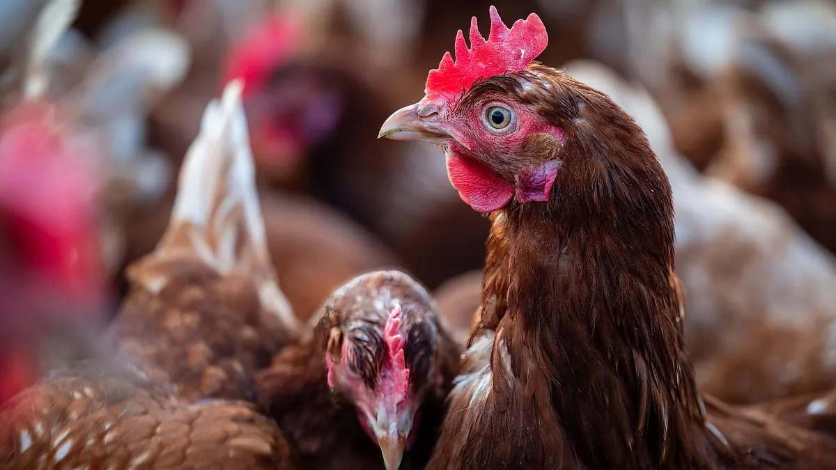 Imagem ilustrativa: Imagem ilustrativa de aves em uma granja comercial