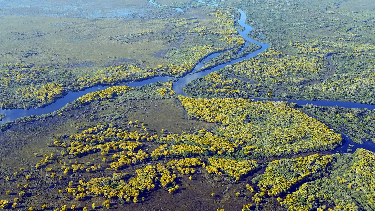 Imagem ilustrativa: Onça-pintada com filhotes em área de vegetação do Pantanal