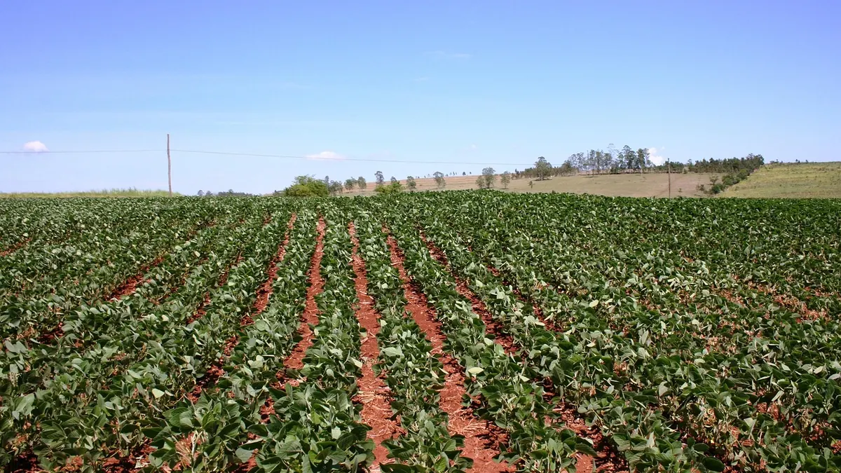 Imagem ilustrativa: Plantação de soja em fase inicial de crescimento em uma lavoura brasileira