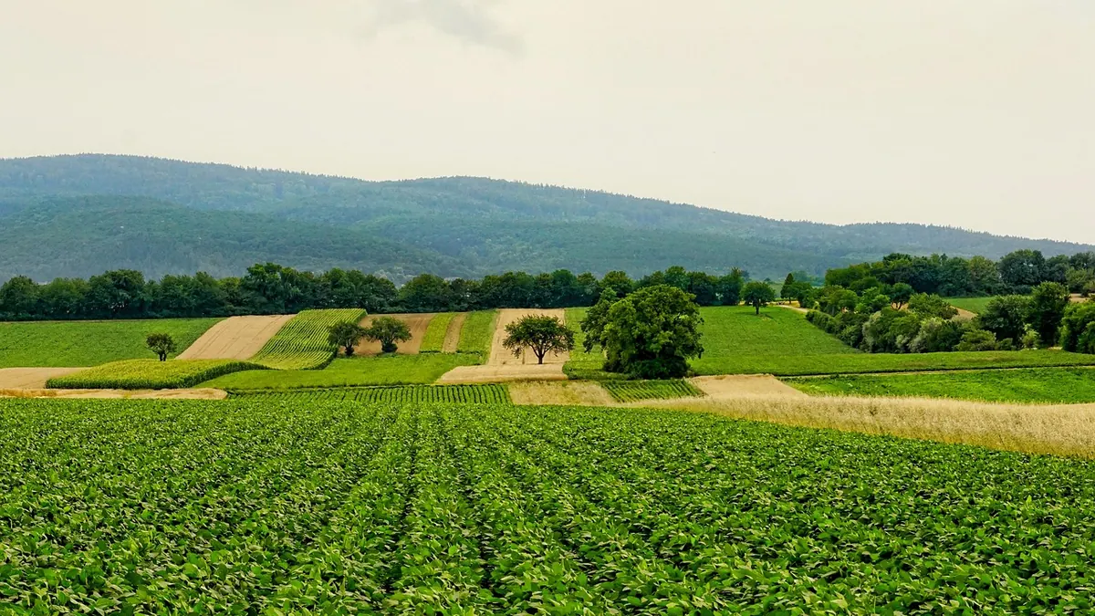 Imagem ilustrativa: Lavoura de soja no Brasil e grãos de soja em negociação no mercado agrícola
