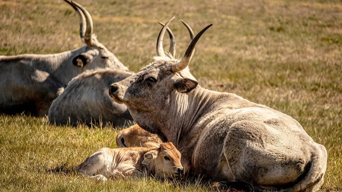 Imagem ilustrativa: Animais em uma propriedade pecuária, representando a exportação de carnes e material genético
